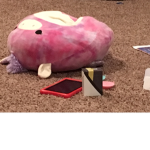 Seamore the seal