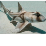 The ocean trollers