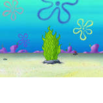 Kelp Klub