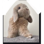 My Little YT Bunnies
