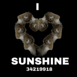 Sunshines Fans