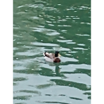 Ducky Squadron