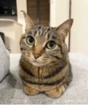 Cat Turf Group