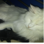 floofus inc.