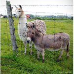 Llamas and Burras