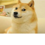貓貓群主