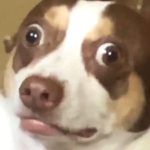 DOGBLOXER