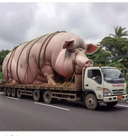 Pink pigs