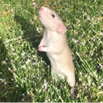 Rat And Cheese FanClub