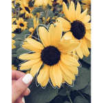 Daisy Apparel