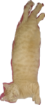 SigmaMewing
