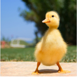Ducky lovers only