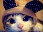 Cats kitts
