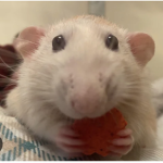 ~baby rats~