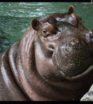 hippo rules