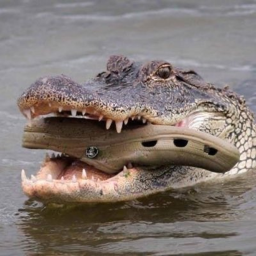 Alligator Ambush hangout