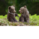 Bearsandcatsforever