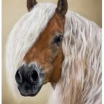 Horse Valley RP