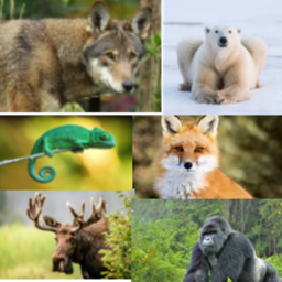 Animals hangout