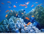 Gingerfish community
