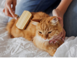 Let’s Save the Sea and Cats!