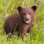 #Bear's