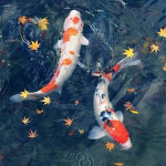 kohakuu