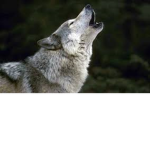Club for Wolfs