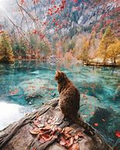 Tribe of falling lake