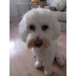 Pawfect pets
