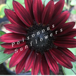 Ｐｏｉｓｏｎｏｕｓ Ｓｕｎｆｌｏｗｅｒｓ