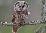 help little owl heart