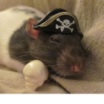 Thy Rat Pirates