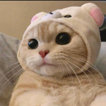 MEEPMEEPMEEP