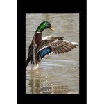 Mallard duck valley