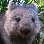 Wombat Cat Fan Group