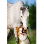 Dogs and horses