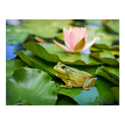 Frog Run!