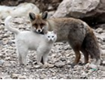 Cat N Wolve's