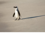 JOIN FOR PENGUIN LOVE