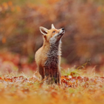 The foxes hangout club