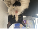 the cat fam group
