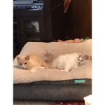 The Kitty Cat Clubb