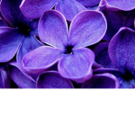 PURPLE SQUD