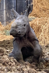 Team Baby Rhino