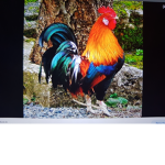 Rostet clan