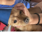 BearsBestfriend
