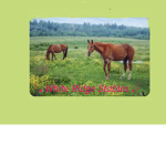 -{White Ridge Stables}-