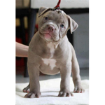 My life is puppies