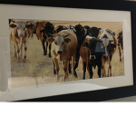 Honeybun Cow field!